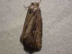 Condica discistriga thumbnail 2