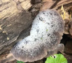 woolly oyster thumbnail 2
