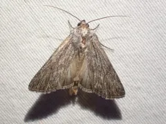 Sympistis chons thumbnail 1