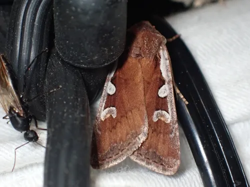 Euxoa costata