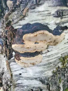 birch bristle bracket thumbnail 4