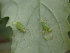 Potato Aphid thumbnail 1