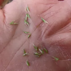nodding trisetum thumbnail 4