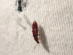 Crenate Ocellate Rove Beetle thumbnail 2
