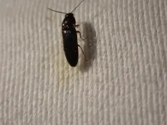 Ampedus atripennis thumbnail 1