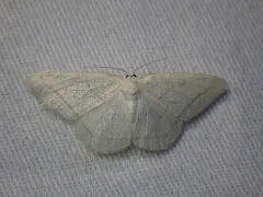 Protitame subalbaria thumbnail 2