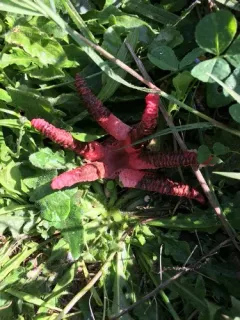 devil's-fingers thumbnail 1