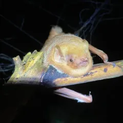Eastern Red Bat thumbnail 4