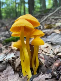 orange gilled waxcap thumbnail 2