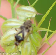 Carrot Plant Bug thumbnail 3