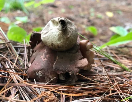 Rosy Earthstar