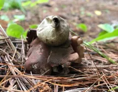 Rosy Earthstar thumbnail 1