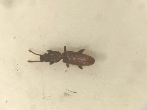 Merchant Grain Beetle
