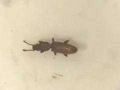 Merchant Grain Beetle thumbnail 1