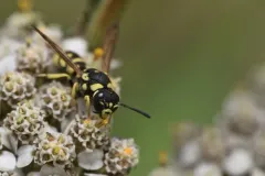 Stenodynerus blandus thumbnail 1
