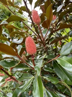 southern magnolia thumbnail 4
