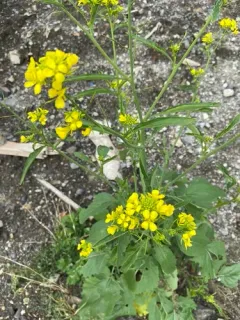 Brown Mustard thumbnail 4