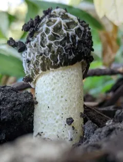 common stinkhorn thumbnail 1