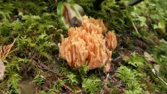 Ramaria conjunctipes thumbnail 1