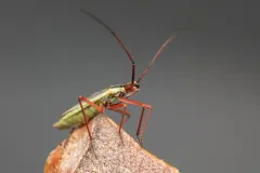 Litomiris curtus thumbnail 4
