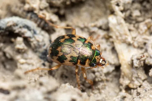 Oval Round Sand Beetle