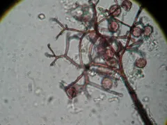 Macbrideola cornea thumbnail 1