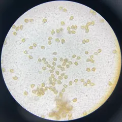 Tubaria-like Fiberhead thumbnail 4