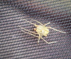 Mimetus epeiroides thumbnail 1