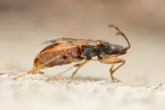 Ozophora occidentalis thumbnail 4