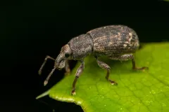 Dyslobus bakeri thumbnail 3