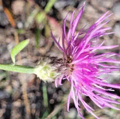 Centaurea varnensis thumbnail 4