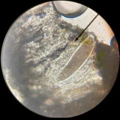 Rimmed Wart Lichen thumbnail 3