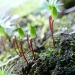 Bug-on-a-stick thumbnail 3