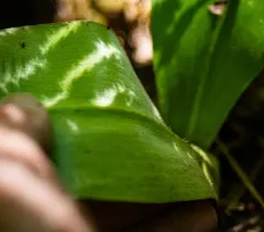 white clintonia thumbnail 4