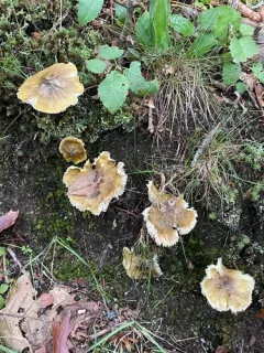 Tricholoma subluteum thumbnail 2