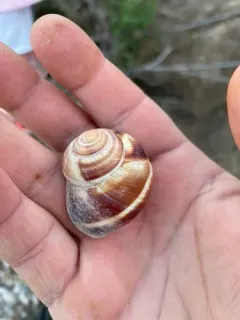 Turkish Snail thumbnail 2