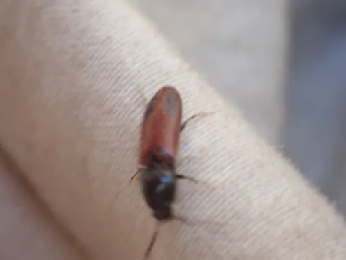 Ampedus occidentalis