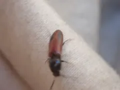 Ampedus occidentalis thumbnail 1