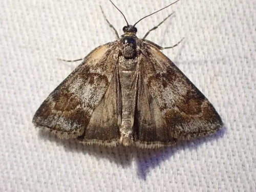 Tricolored Cosipara Moth