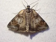 Tricolored Cosipara Moth thumbnail 1