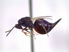 Eurytoma gigantea thumbnail 2