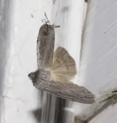 Hoary Pinion thumbnail 2