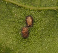 Neuroterus floccosus thumbnail 1