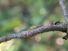 Idiocerus stigmaticalis thumbnail 3