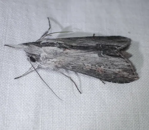 Cucullia similaris