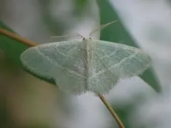 Chlorochlamys triangularis thumbnail 3