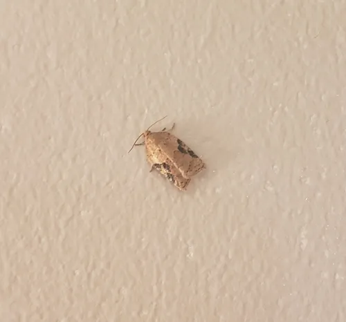Half-ringed Acleris Moth