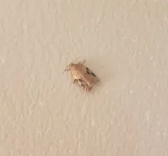 Half-ringed Acleris Moth thumbnail 1