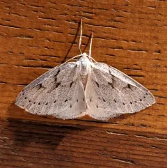 Philedia punctomacularia thumbnail 1