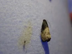Notocelia illotana thumbnail 2